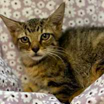 Thumbnail photo of Joey #2