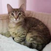 Thumbnail photo of Bornia #2