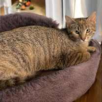 Thumbnail photo of Bornia #3