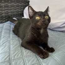 Thumbnail photo of Binx (cerebellar hypoplasia) #4