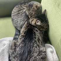 Thumbnail photo of Gibbs #2