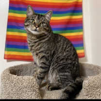 Thumbnail photo of Gibbs #3