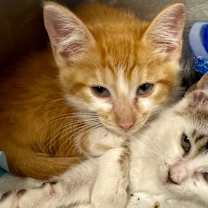 Thumbnail photo of Toby #2