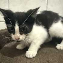adopt-pet