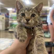 adopt-pet
