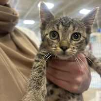 adopt-pet