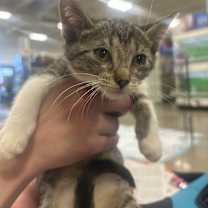 adopt-pet