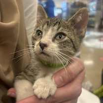 adopt-pet