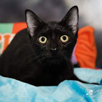 Thumbnail photo of Phantasia #2