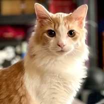 Thumbnail photo of Marty McFly (LG) #3