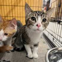 Thumbnail photo of Stimpy #2