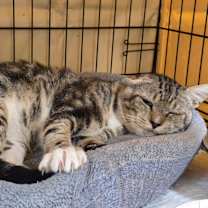 Thumbnail photo of Abraham #1