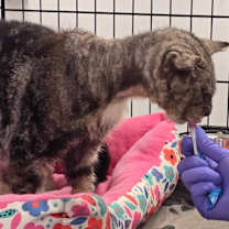 Thumbnail photo of Abraham #2