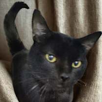 Thumbnail photo of Cedric the Furtainer #2