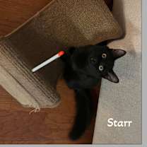 Thumbnail photo of Starr & Comet:Love Galaxies #3