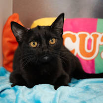 Thumbnail photo of Ceci #1