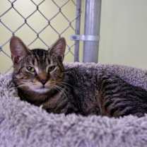 Thumbnail photo of Jasper Cullen #1