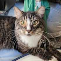 Thumbnail photo of Sora #3