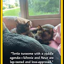 Thumbnail photo of Winnie & Newt -Double Cuddles! #1