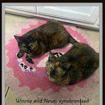 Thumbnail photo of Winnie & Newt -Double Cuddles! #2