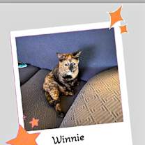 Thumbnail photo of Winnie & Newt -Double Cuddles! #3