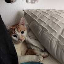 Thumbnail photo of Momo #2