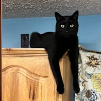 Thumbnail photo of Pennywise / Circle K #1