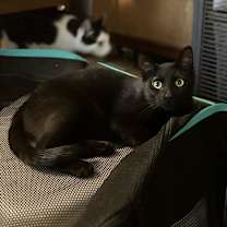 Thumbnail photo of Pennywise / Circle K #2