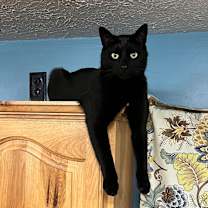 Thumbnail photo of Pennywise / Circle K #4