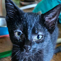 Thumbnail photo of Bugle #4