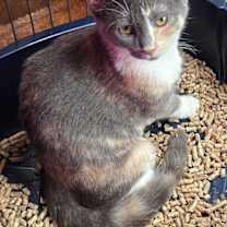 Thumbnail photo of Erica Ash #4