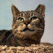 Thumbnail photo of Cupcake #1