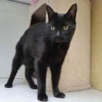 Thumbnail photo of Taran aka Pepper #1