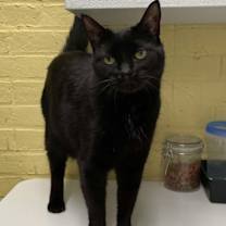 Thumbnail photo of Taran aka Pepper #2