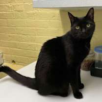 Thumbnail photo of Taran aka Pepper #3