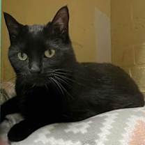 Thumbnail photo of Taran aka Pepper #4