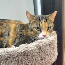 Thumbnail photo of LAYLA #2