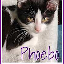 Thumbnail photo of Phoebo #3