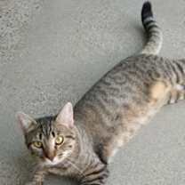 Thumbnail photo of Sage #1