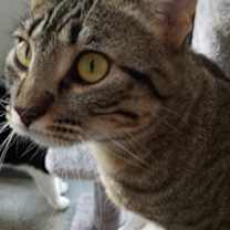 Thumbnail photo of Sage #2