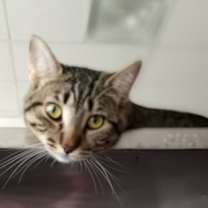 Thumbnail photo of Sage #3