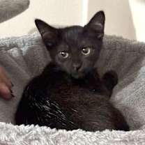 Thumbnail photo of Elliott Trey #1