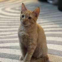 Thumbnail photo of Lancelot #1