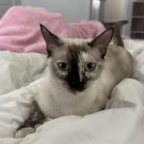 Thumbnail photo of Poppy and Penny! #2