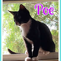 Thumbnail photo of Poe #1