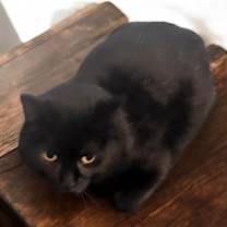 Thumbnail photo of Veronica #3