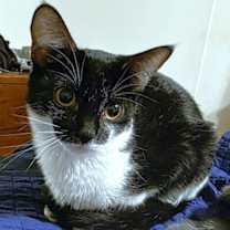 Thumbnail photo of The Professor #1