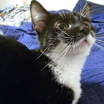 Thumbnail photo of The Professor #2