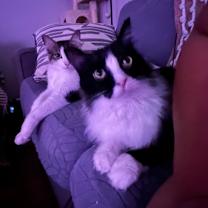 Thumbnail photo of Bruno #2