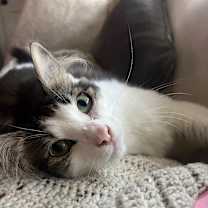 Thumbnail photo of Bruno #3